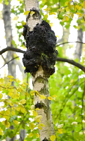 Mushroom of a chag on a birch trunk (Inonotus obliquus (Ach. ex Pers.) Pil.) — Stock Photo, Image