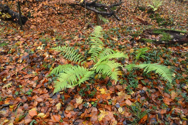 Paproć Orlica zwykłych (Orlica pospolita (L.) Kuhn) w drewno jesień — Zdjęcie stockowe