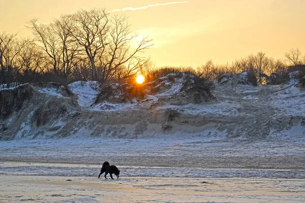 Paisaje invernal con un sol naciente y un perro en la costa del mar — Foto de Stock
