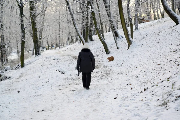 The woman walks with a dog in the Central park in the winter. Kaaliningrad Royalty Free Stock Photos