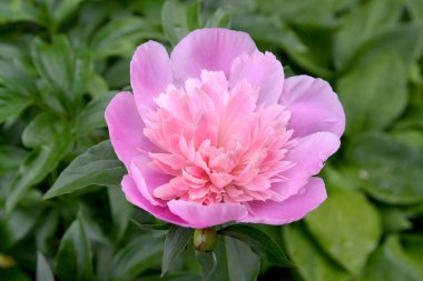 Büyük pembe şakayık (Paeonia L.)