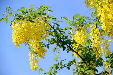 Gökyüzü arka planı çiçek açması altın duş (Laburnum anagyroides Medik.)