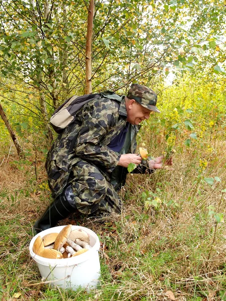 The elderly man gathers mushrooms in the wood (focus on a bucket — Stock Photo, Image