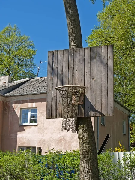 Basketball basket on a tree trunk — Stock Photo, Image