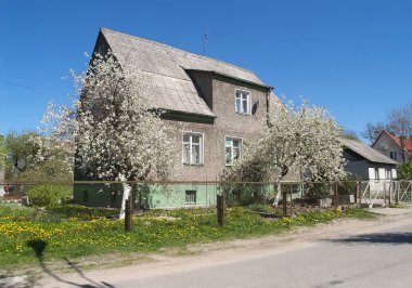 Çiçek açması elma ağaçları ile Alman inşaat eski evi. Kaliningrad