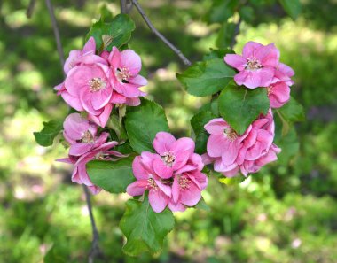 Nedzvetsky (Malus niedzwetzkyana Dieck.), bir elma ağacının çiçekleri Bahar