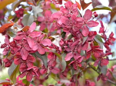 Bir dekoratif elma ağacı, telif, arka plan notu çiçekler