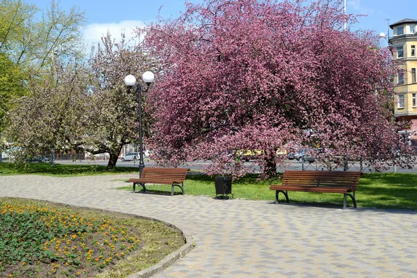 俄罗斯加里宁格勒-2016年5月8日: 春天广场与开花内兹韦茨基的苹果树 — 图库照片