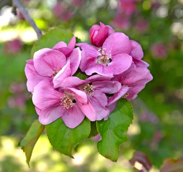 Blommor av en apple-träd i Nedzvetsky (Malus niedzwetzkyana Dieck.), närbild — Stockfoto