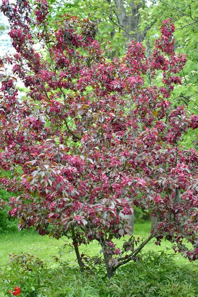 Der blühende Zierapfelbaum, königlicher Grad — Stockfoto