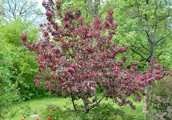 Blüht der dekorative Apfelbaum der königlichen Sorte im Garten — Stockfoto