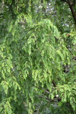 Marsh selvi (Taksodium çift-sıra) (Taxodium distichum (L.) zengin.), bir şube iğneler ile