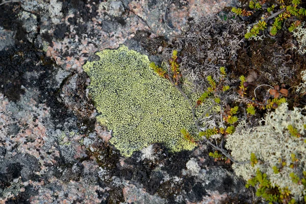 Eine Flechte auf einem Stein in der Tundra erklimmen — Stockfoto