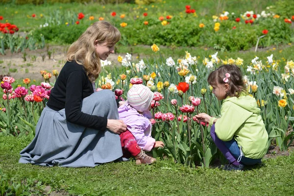 A jovem com duas crianças admira tulipas em um jardim — Fotografia de Stock