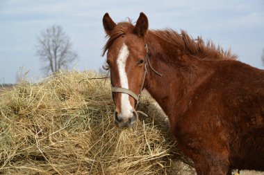 Kırmızı renk standları bir haycock yakınındaki at