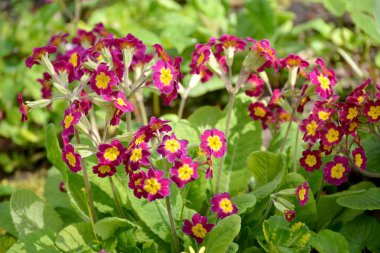 Çiçek açması çuha çiçeği (çuha çiçeği) bordo