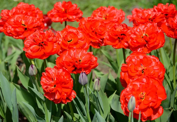 Kwitnących terry czerwone tulipany, klasy Abba — Zdjęcie stockowe