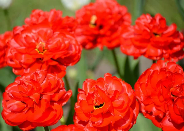 De bloeiende tulpen rood terry, grade Abba, een close up — Stockfoto