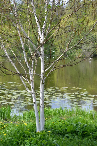 Le bouleau fleuri utile (Himalaya) (Betula utilis D.Don) sur le bord d'un étang — Photo
