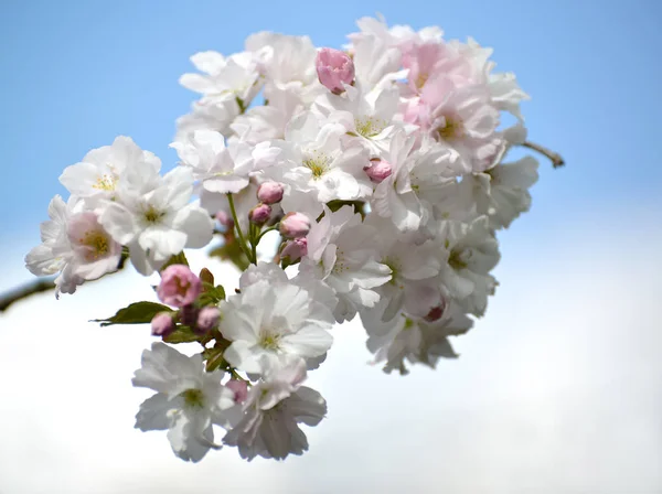 Ramo della fioritura ciliegia orientale sullo sfondo del cielo — Foto Stock