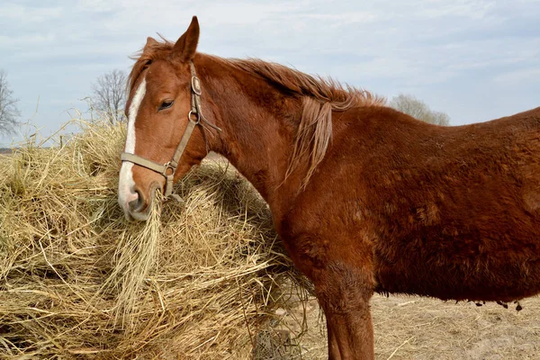 Лошадь красного цвета ест сено из стопки на открытом воздухе — стоковое фото