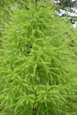 Çiçek açması badem üç bıçaklı (Prunus triloba Lindl.), clos kadar