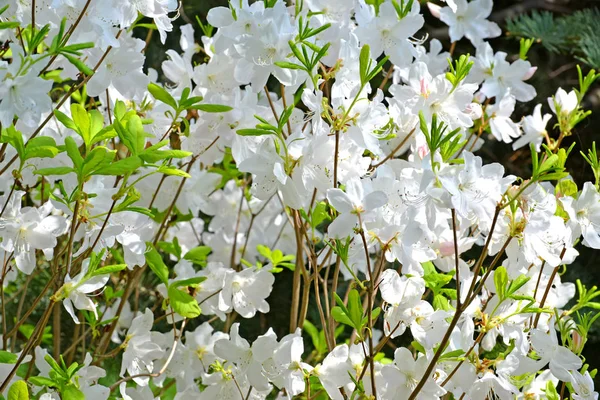 Fiori bianchi di un rododendro di Shlippenbakh (Rhododendron schlippenbachii Maxim .) — Foto Stock