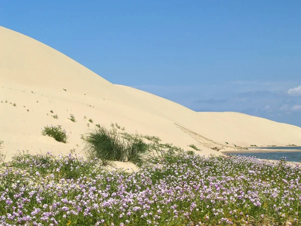 Dunas de arena de saliva curónica — Foto de Stock