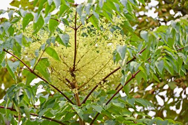 Çiçek açması araliya yüksek (Mançurya) (Aralia elata (Miq.) Gibi görünüyor.)