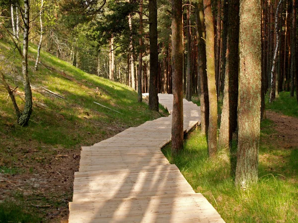 Board path in the coniferous wood — Stock Photo, Image