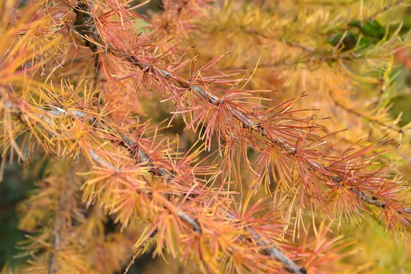 Takken met herfst naalden van een lariks (Larix decidua Mill Europese.) — Stockfoto