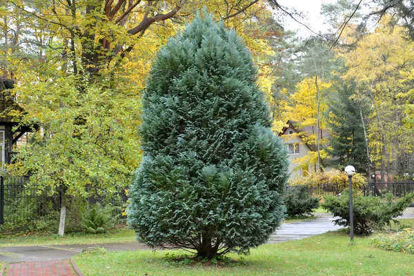 Thuja 이스트 블루 (측백나무 리스 (L.) 프랑코) 프랑코) 광장에서 자 랍니다 — 스톡 사진