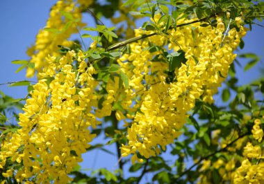 Altın duş (Laburnum anagyroides sarı çiçek