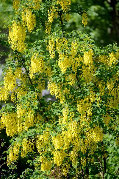 O chuveiro dourado florescente (Laburnum anagyroides Medik .) — Fotografia de Stock