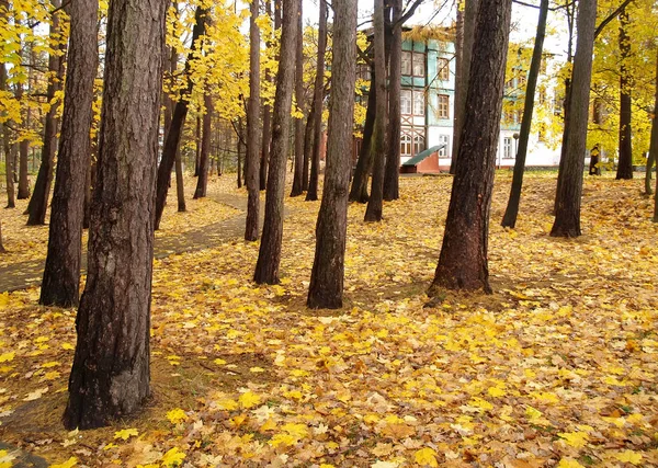 Leaf fall in the Central park. Svetlogorsk, Kaliningrad region — Stock Photo, Image