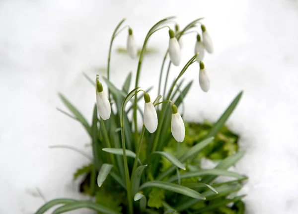 The blossoming snowdrop snow-white (Galanthus nivalis L.) — Stock Photo, Image