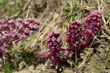 Çiçek açması palamut hibrid (Petasites hybridus (L.)