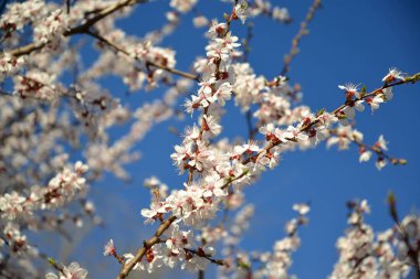 Dalları çiçek açması kayısı sıradan (Prunus armeniaca L..) gökyüzü arka planı
