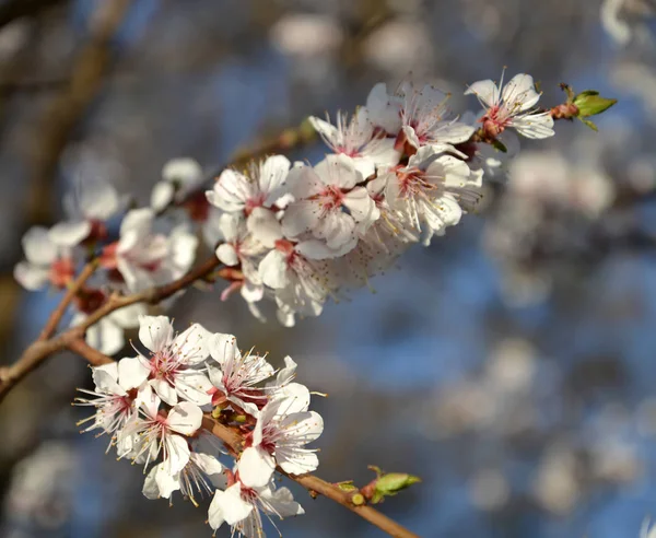 Ramo con fiori di un'albicocca ordinaria (Prunus armeniaca L .) — Foto Stock