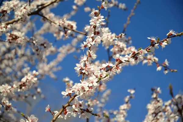 Ramuri ale caise înfloritoare obișnuite (Prunus armeniaca L..) pe fundalul cerului — Fotografie, imagine de stoc