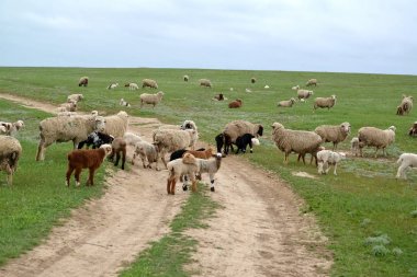 Koyun sürüsü bir bozkır mera toprak yol üzerinde devam ediyor. Kalmıkya
