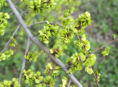 Yeşil meyvelerini bir elm düşük (Karaağaç pumila L ile şube.)