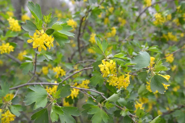 De bloeiende bessen gouden (gele Ribes Pursh.) — Stockfoto