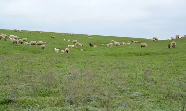 Pasture of a flock of sheep in the Kalmyk steppe — Stock Photo, Image