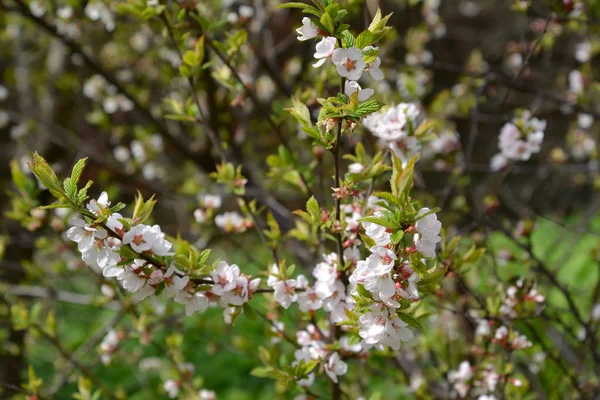 O feltro florescente (chinês) cereja (Prunus tomentosa L .) — Fotografia de Stock