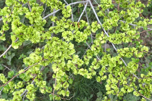 緑の果実ずんぐりしたニレ (ニレ ハイマツ L.) 背景 — ストック写真