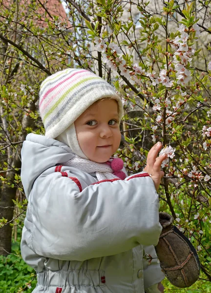 La petite fille sur un buisson de la cerise chinoise en fleurs dans un jardin de printemps — Photo