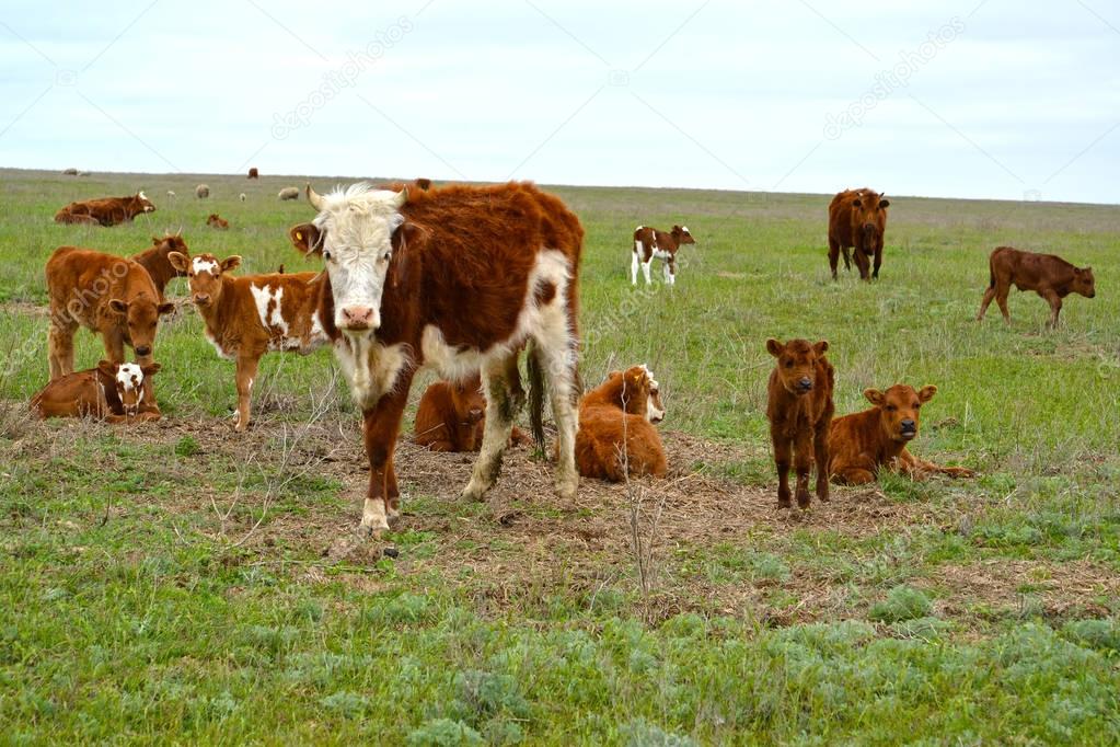 The herd of cows is grazed on a steppe pasture. Kalmykia