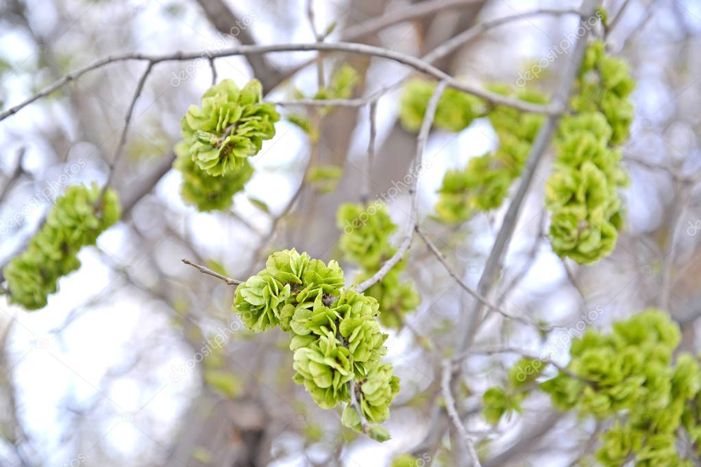 Unripe fruits of an elm stocky (Ulmus pumila L.)