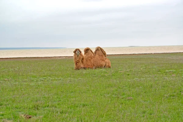 Il cammello a due gobbe si trova sulla riva del lago Manych-Gudilo nella steppa primaverile. Kalmykia — Foto Stock